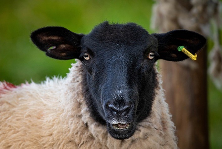 Workshop qualifica produtores e técnicos para produção de carnes caprina e ovina