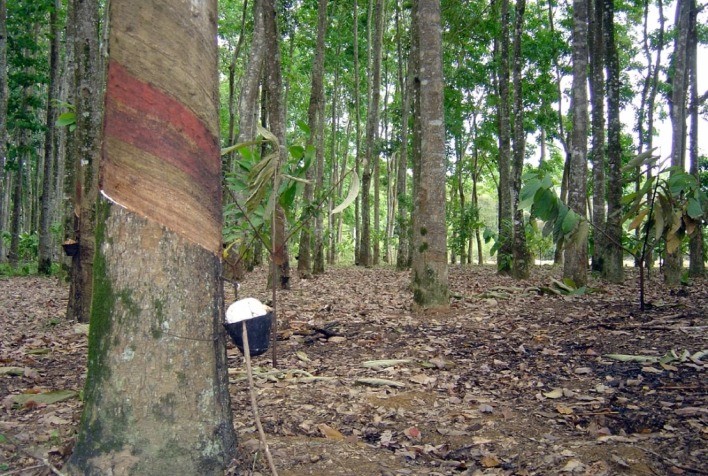 Tecnologias da Secretaria de Agricultura de SP para a cultura da seringueira serão discutidas em live em 27 de outubro