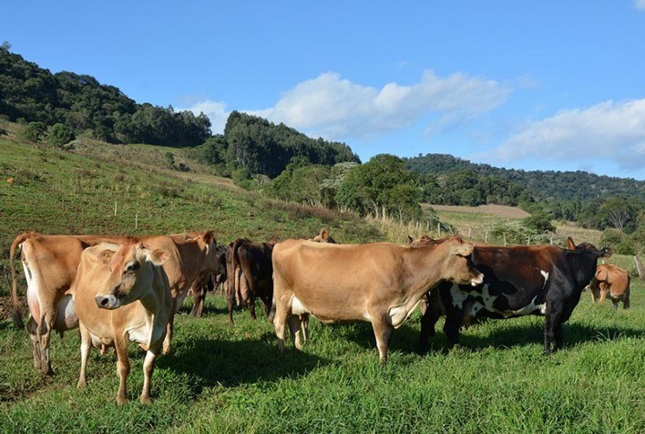 Projeto de lei atualiza regras sobre a entrada de bovinos e bubalinos de outros estados