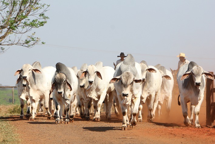 Tabapuã da Gê 05 promove Leilão no próximo dia 09