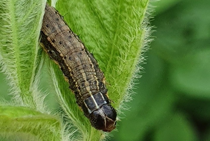 Spodoptera, a lagarta que ganhou presença nas lavouras de soja