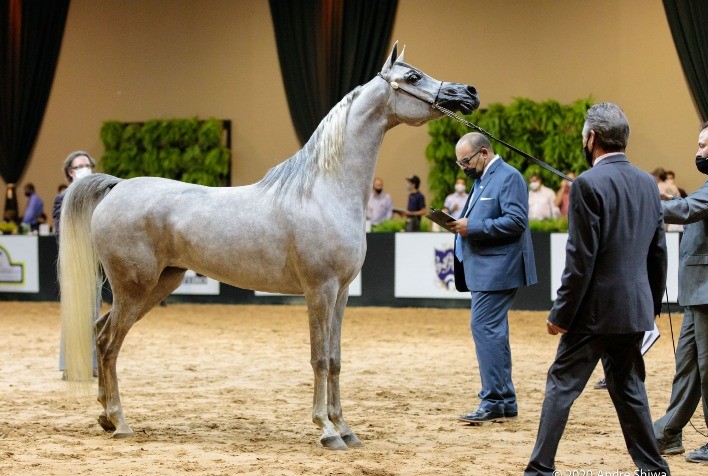 Indaiatuba sedia a 40ª Exposição Nacional do Cavalo Árabe
