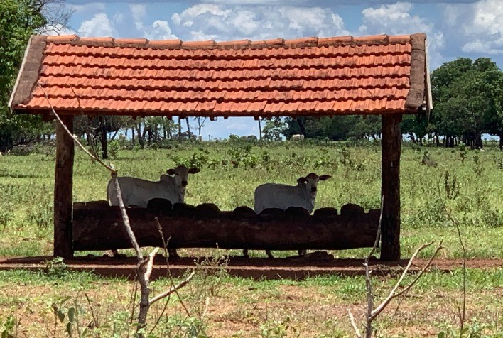 Sistema creep-feeding supre falta de nutrientes nos bezerros durante aleitamento