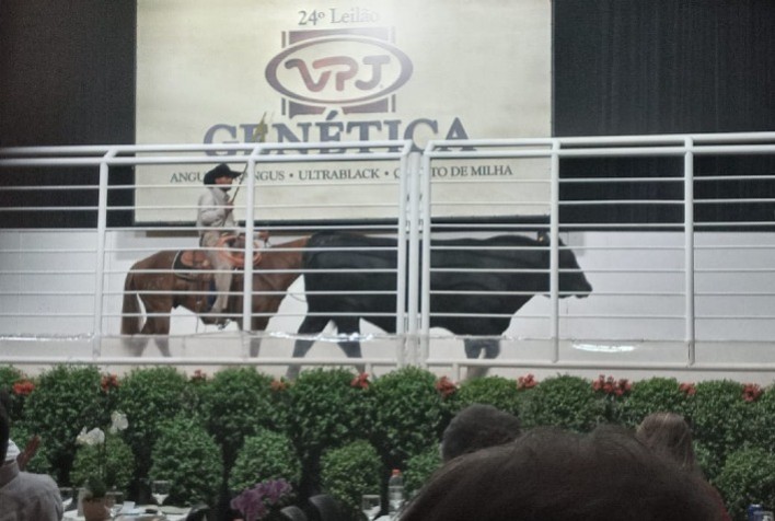 Angus e Ultrablack registram valores recordes no Leilão VPJ