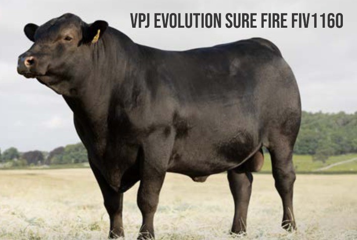 Quebras de recorde nas raças Angus, Ultrablack, Brangus e Quarto de Milha no 24º Leilão VPJ