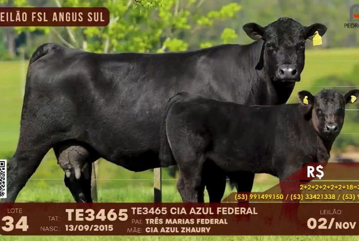 FSL Angus Sul tem média de R$ 13.090,00 para touros da raça