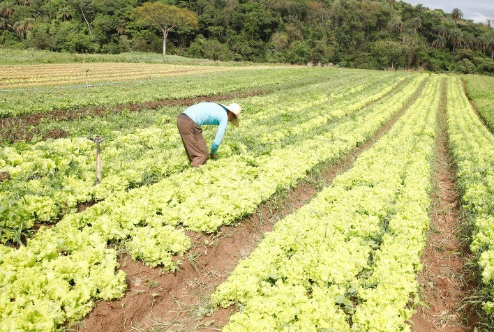 Horticultores de Mário Campos seguem recebendo apoio na retomada produtiva