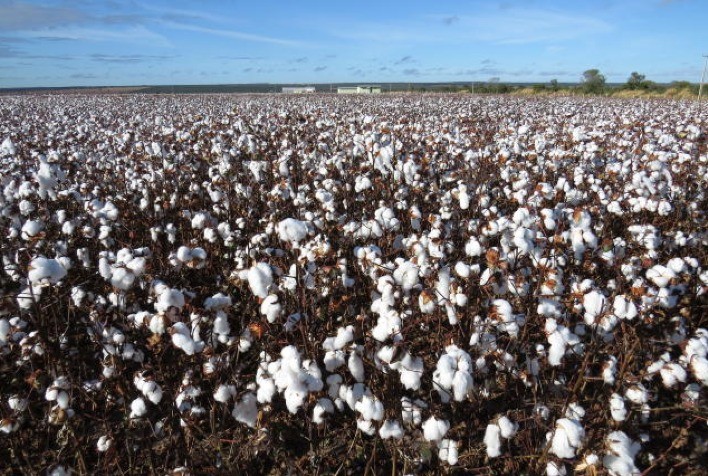Simpósio aborda manejo dos sistemas intensivos de produção de algodão