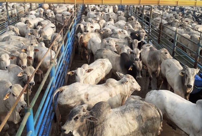 Mais de 1.600 machos participaram da 18ª etapa do Circuito Nelore de Qualidade 2021, em Mozarlândia (GO)