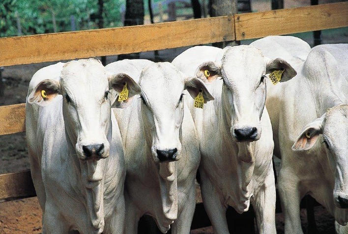Vacinar e identificar o gado ao mesmo tempo otimiza mão de obra e poupa animais de um novo manejo