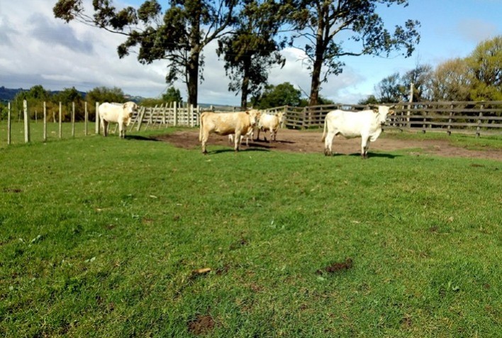 Sistema de controle reduziu carrapato-do-boi em 82% sem usar químicos
