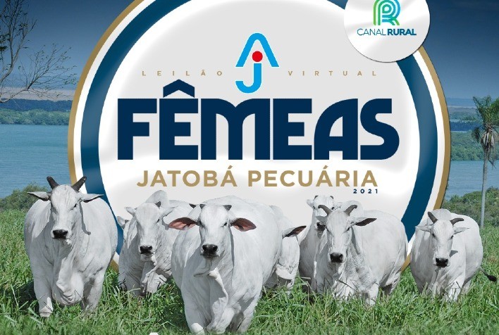 Jatobá Pecuária oferta fêmeas Nelore PO em leilão de três etapas