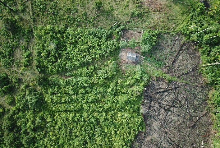 Agricultores de Juruti (PA) têm vidas transformadas por meio da implantação de sistemas agroflorestais