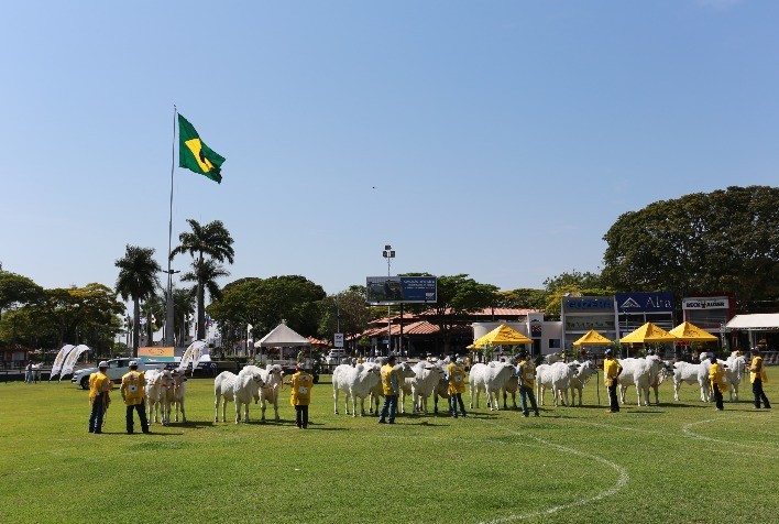 ACNB aperfeiçoa regulamento do Ranking Nelore e Nelore Mocho 2021/2022