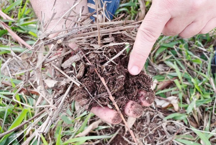 Estudo com técnica fotônica apresenta dados inéditos sobre carbono no solo