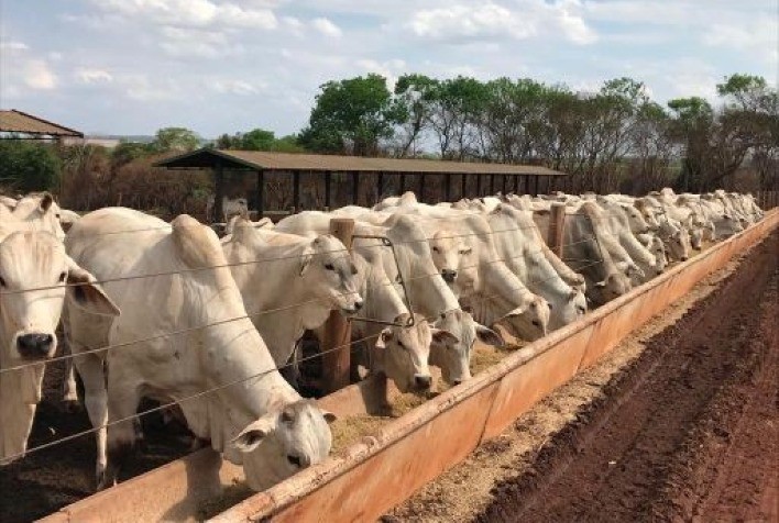 IZ realiza teste de desempenho e eficiência alimentar de 77 touros da raça Canchim de 12 criatórios brasileiros