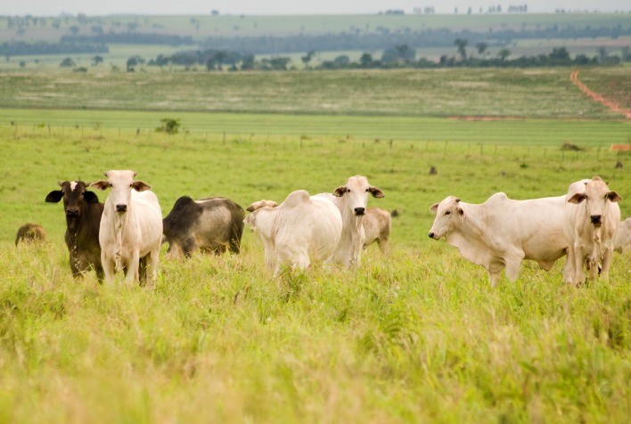 Animais mais eficientes podem ser a chave para reduzir a emissão de metano no meio ambiente
