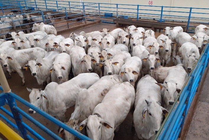 Conheça os vencedores do Circuito Nelore de Qualidade em Senador Canedo (GO)