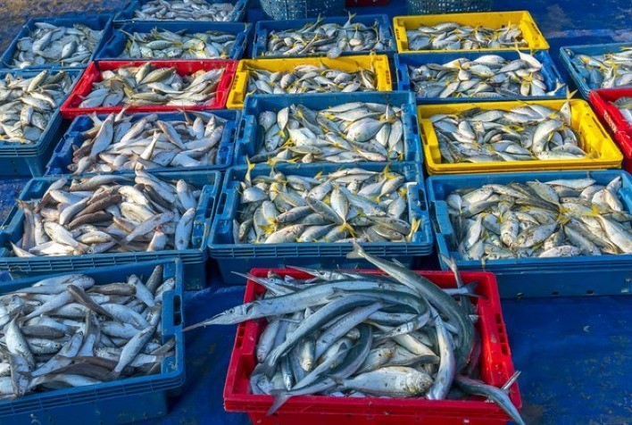 Pesca artesanal e industrial em SP gerou receita de R$ 60 milhões no segundo semestre de 2020