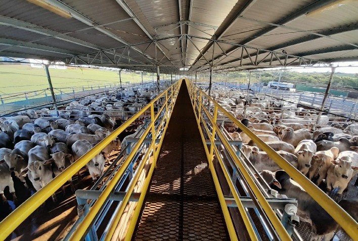 Circuito Nelore de Qualidade: Primeira etapa em São Paulo atraiu cerca de 900 machos e fêmeas de qualidade