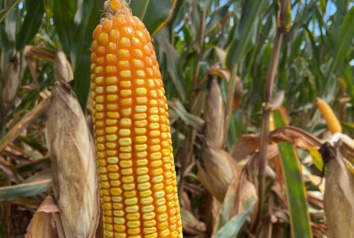 XVI Seminário Nacional de Milho Safrinha marca três décadas desse cultivo com tecnologia