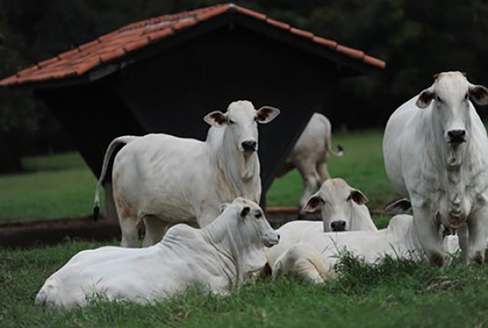 Pressão de baixa da arroba e reposição exige maior eficiência na produção de bezerros
