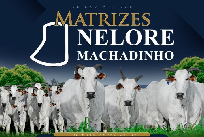 Nelore Machadinho promove nova edição do leilão anual com oferta de fêmeas Nelore avaliadas
