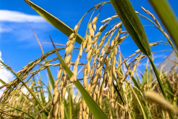 Estudo enfoca manejo de água salina no arroz irrigado