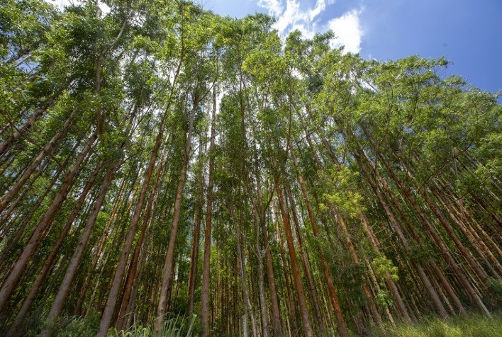 Eucalipto tolerante a herbicida da Suzano é aprovado pela CTNBio