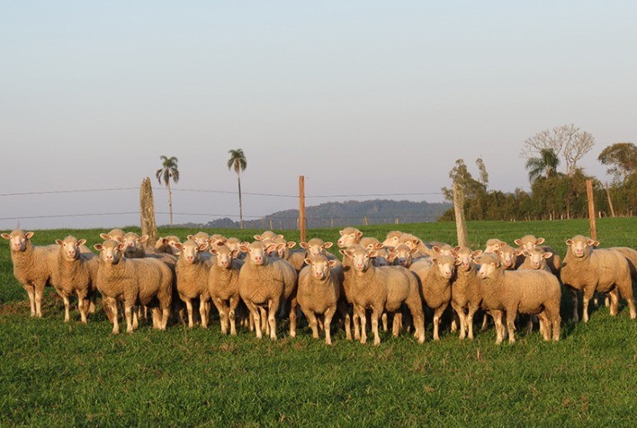Aplicativo facilitará melhoramento genético de rebanhos de caprinos e ovinos