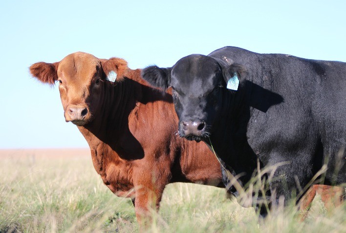 Alta e Minerva Foods lançam programa de fomento da raça Angus