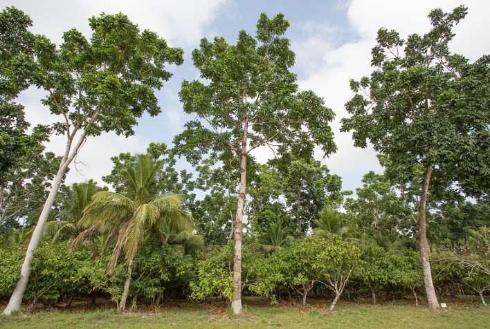 CNA debate utilização da Cédula de Produto Verde pelos produtores rurais