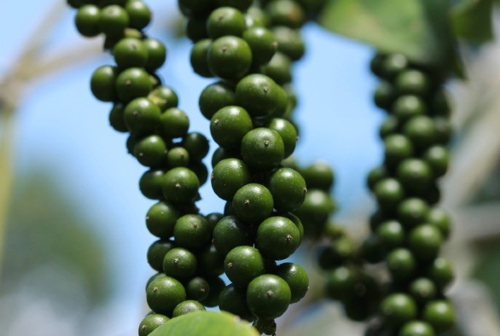 Produtores paraenses trocam experiências sobre a gliricídia na pimenta-do-reino