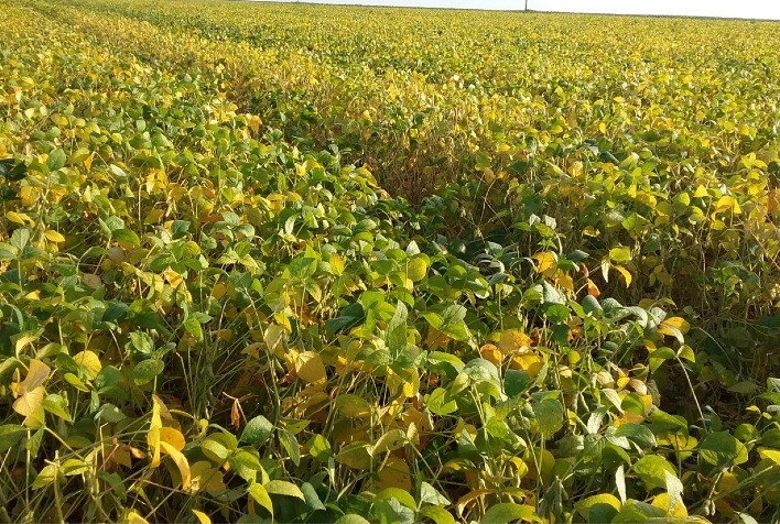 TO pede para manter cultivo excepcional de soja nas planícies