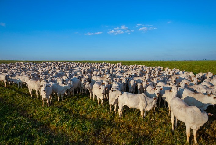 Controle da Doença Respiratória Bovina (DRB)
