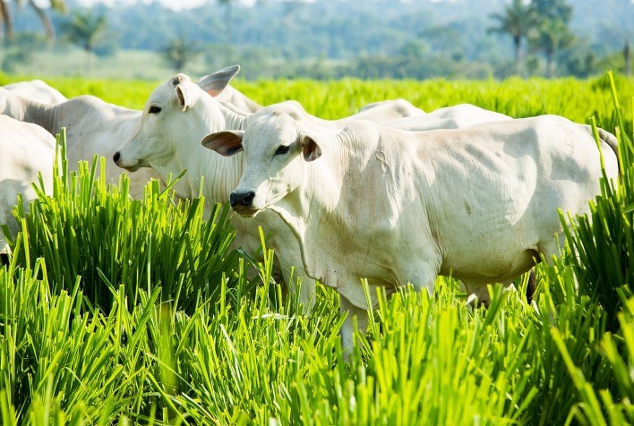 Aumento de 35% na probabilidade de prenhez e 30% mais peso nos bezerros desmamados