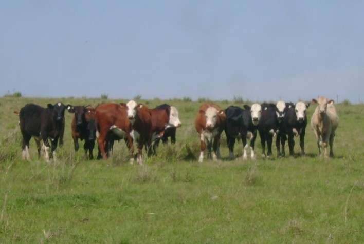 Prática do bem-estar animal passa por equilíbrio de conjuntos