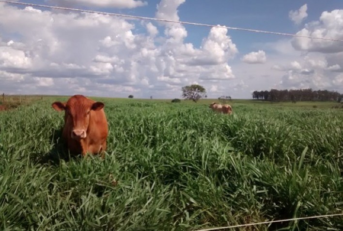 IZ e APTA Regional oferecem capacitação online em sistemas integrados de produção agropecuária e recuperação de áreas com pastagens degradadas