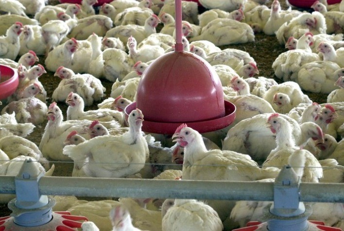 VBP do frango em 2022 pode aumentar cerca de 10% em relação ao previsto para este ano