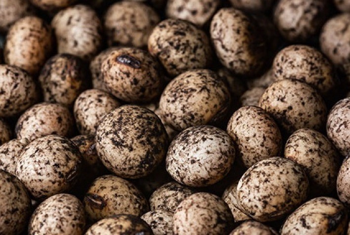 Fertilizantes biológicos e sistemas integrados serão debatidos pela Embrapa Soja no Semiárido Show