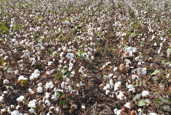 Oeste da Bahia começa a semear algodão