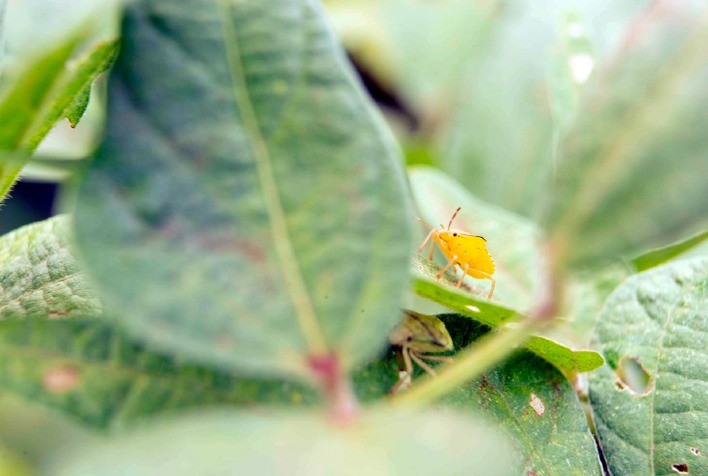 Soja de verão: alerta de cuidado à pressão de percevejos