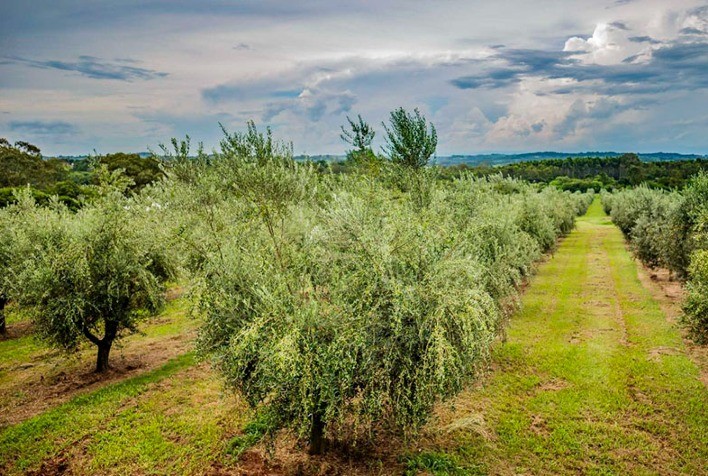 Estudo avalia fungo da antracnose da oliveira