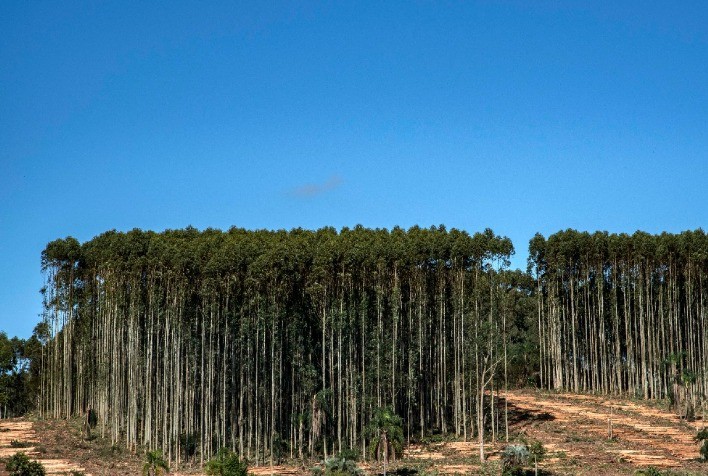 RS: SEAPDR promove avanços na regularização dos cadastros de plantios florestais