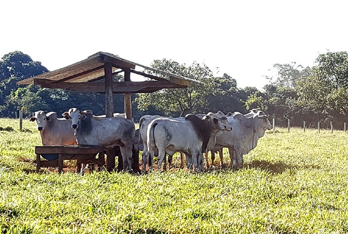 Preços estáveis no mercado do boi gordo em São Paulo