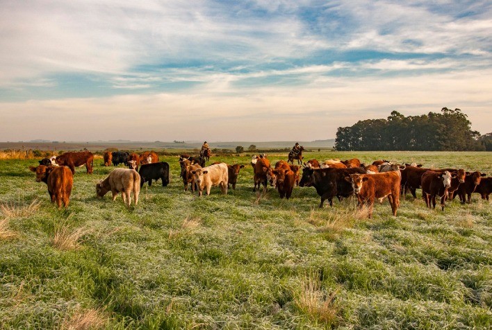 Especialista aborda pontos para produção de terneiros com qualidade