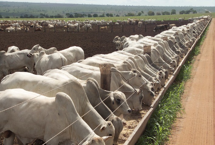 Confinamento  cresce 25,8% e deve seguir em alta em2022,diz Scot
