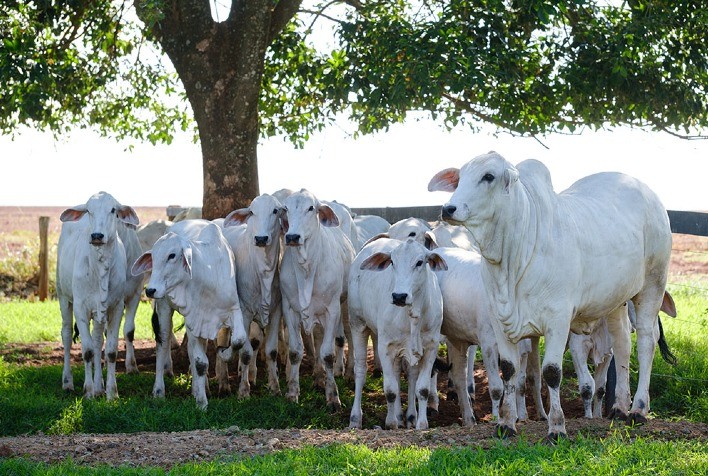 Leilão e títulos marcam o ano do Tabapuã da Gê 05