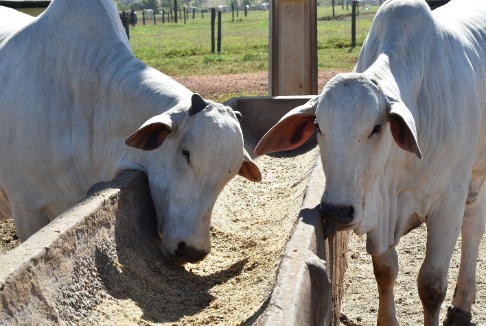 Reduzir gastos com nutrição animal é alternativa para produtores de bovinos enfrentarem embargo chinês