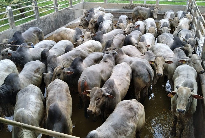 Itapetinga (BA) avalia 396 animais na 23ª etapa do Circuito Nelore de Qualidade